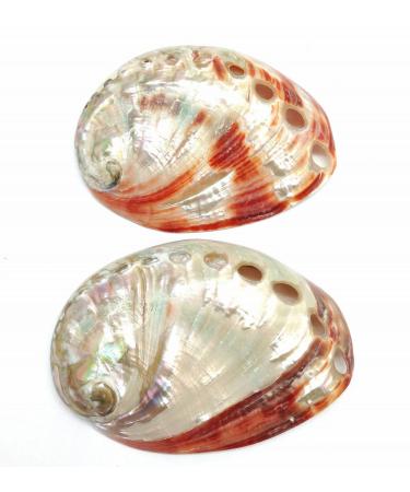 PEPPERLONELY 5PC Polished Red Baby Abalone Sea Shells  2-3/4 3 Inch (99 Red Baby Abalone  5) 99 Red Baby Abalone 5