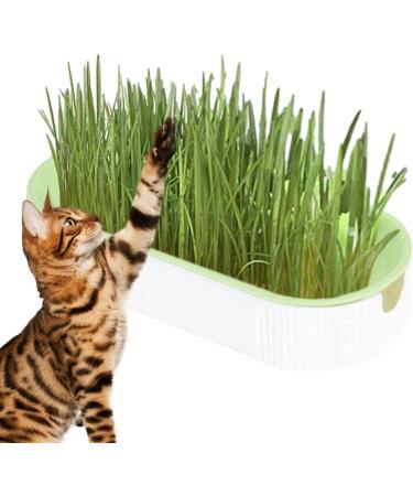 Hydroculture Cat Grass Gland Set - No Dirt No Smell Easy Planting | Anti-Grave Design for Healthy Cats - International Shipping Available! - Buy Online on GoSupps.com