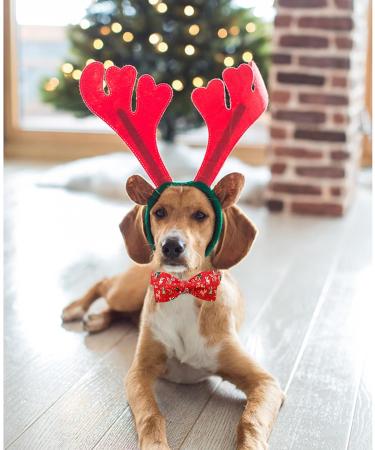 Lionheart Glory Christmas Hirsch Dog Shoe - Red Dwindle for Medium Dogs | 1 Pack Collar & Bowl - Buy Online on GoSupps.com