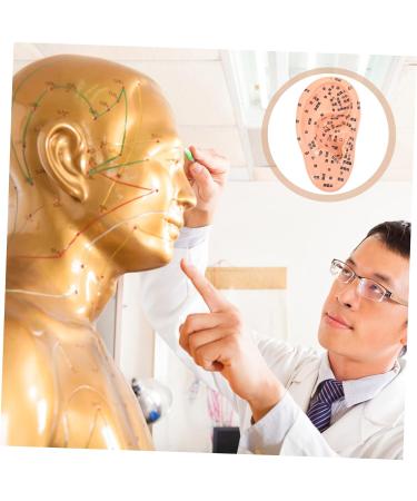 Lurrose 1stk Massage Ear Model - Realistic PVC Ear Acupuncture & Exercise Doll | 3D Human Ear Model for Earplugs & Massage - Buy Online on GoSupps.com