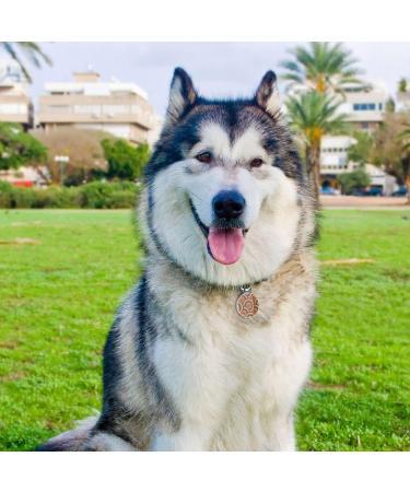 DISONTAG QR Code Dog ID - Personalized Social Page | Free Online Pet Profile | Modifiable Privacy Control (Round) A2 - Buy Online on GoSupps.com