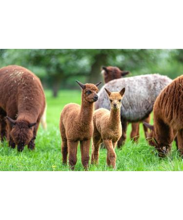 100% Alpaca Wool Dryer Balls - Set of 3 - Hypoallergenic & All-Natural - Made in USA - Eco-Friendly Laundry Solution - Buy Online on GoSupps.com