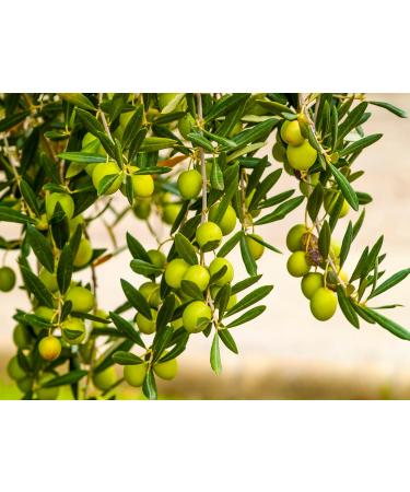 Jasmine Natural Solid Perfume (Jasmine 0.25 oz tin jar) - Buy Online on GoSupps.com