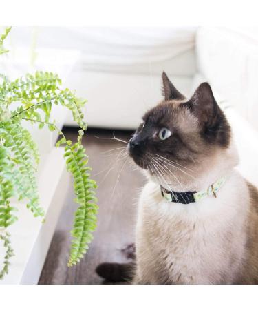 Pettsie Cat Collar Breakaway & Friendship Bracelet Set | Eco-Friendly Gift Box | D-Ring for Accessories | 100% Cotton | Adjustable Green Design - Buy Online on GoSupps.com
