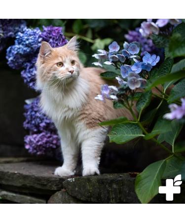 ReaVET African Devil's Claw for Dogs & Cats 250g - All Natural Premium Quality - Supports Mobility + Joint Function I Devil's Claw Powder - Buy Online on GoSupps.com