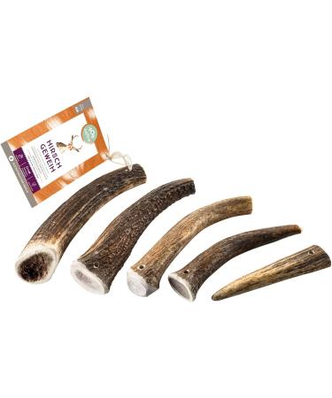 Buy Naftie XXL Deer Antler for Large Dogs - Whole Antler Horn Low Odor & Durable Chew - Perfect Shedding Antler from Red Deer - Buy Online on GoSupps.com