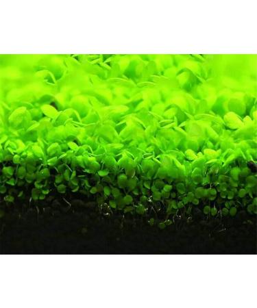 Kyushu Garden Plant Seeds Small Bacopa Monnieri Seeds Fish Tank Decorations Hydroponic Growing Plant Seeds(Small Leaf) 10G - Buy Online on GoSupps.com