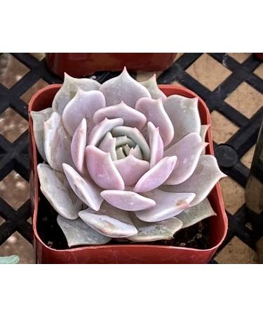 2in Echeveria Lola Succulent Plant - Live Mini Plant for Indoor Outdoor Decor, Perfect for Home Office Wedding DIY Projects - 1 Pack Fully Rooted in Pots - Buy Online on GoSupps.com