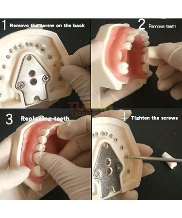 GeRRiT Maxillary and Mandibular Tooth Shape Models 28 Teeth Dentition Training Models with Phantom Head for Education and Learning Open-Bite Type - Buy Online on GoSupps.com