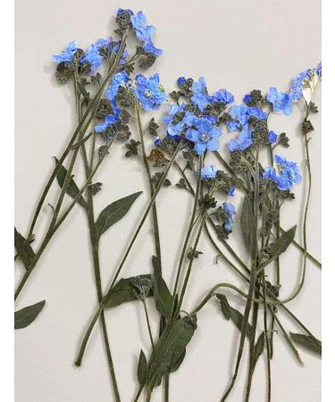 YouthBro 50PCS Blue Forget Me Not Flowers with Stem - Real Dried Pressed Flowers for Resin Art Craft - Buy Online on GoSupps.com