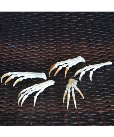 Wixine Fox Feet Articulated Bones Claws | Taxidermy Art Supplies - Buy Online on GoSupps.com