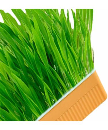 Hydroponic Cat Grass Kit Hydroponics Growing System Garden Kit Soil Growing Catnip Cat Grass with Planting Box for Indoor Household (Blue Orange) - Buy Online on GoSupps.com