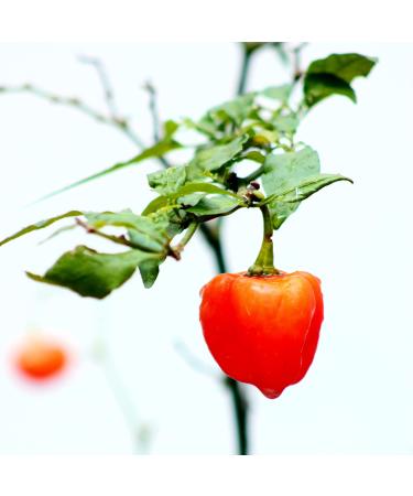 Chillies in British Honey - Spicy British Orange Habanero Chillie in RAW UK Honey (114g Glass jar) - Buy Online on GoSupps.com