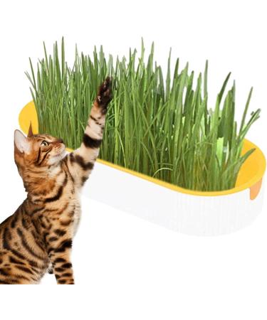 Buy Hydroculture Cat Grass Set - Mess-Free No Dirt Easy to Grow Anti-Grave Design for Happy Cats! - Buy Online on GoSupps.com