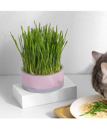 Lambo Cat Grass Planters | Hydroponic Plant Boxes for Cats & Pets | Removable Earth-Free Mint Planters - Buy Online on GoSupps.com