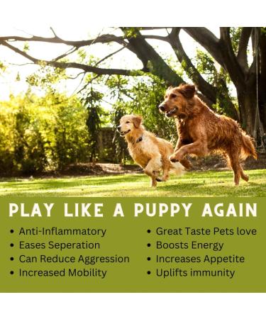 Pet Hemp Oil 225 000 Mg (8 oz) Extra Strength Formula - Peanut Butter Flavoured - Derived Hemp Seed Oil - Hip Joint Support and Skin Coat Health Non-GMO Omega 3 6 9 Balance Oil Made in Canada - Buy Online on GoSupps.com