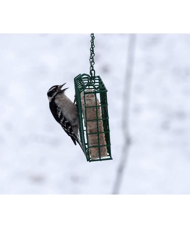 C&S Suet Treats 12 Pack Woodpecker - Premium Wild Bird Feeding Solution - Buy Online on GoSupps.com