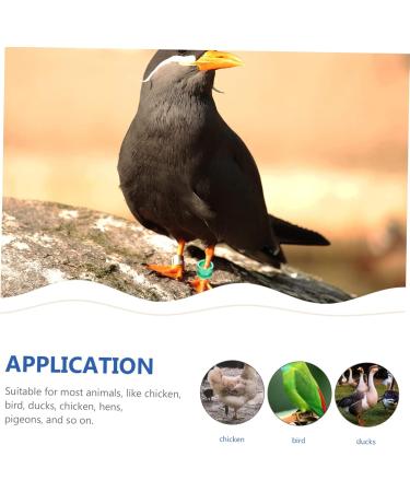 Angoily 40 Pcs Pigeon Foot Ring Where Kickstand Pigeon Foot Bands Pigeon Aluminum Leg Ring Metal Ring Birds 0.8X0.8X0.8CMx2pcs As Shownx2pcs - Buy Online on GoSupps.com