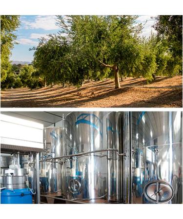 OLEOZUMO Orozumo Premium Extra Virgin Olive Oil Picual 500 ml Early Harvest Gourmet Andalusia Spain Intense and Healthy Taste - Buy Online on GoSupps.com