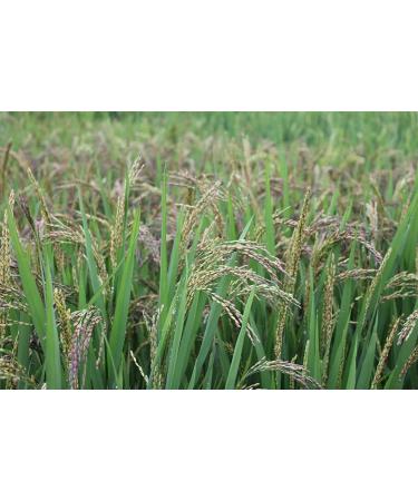 ONETANG Organic Steamed Black Rice 16oz - Vegan, Gluten-Free, Non-GMO, USDA & EU Certified - Buy Online on GoSupps.com