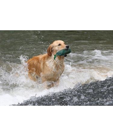 Romneys Standard Dummy 500g Blue - Floatable & Unsinkable Dog Training Tool | International Shipping - Buy Online on GoSupps.com