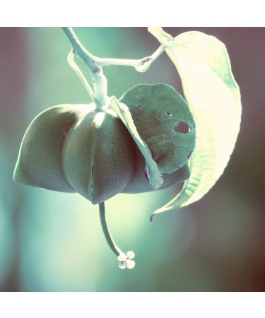 Naissance Jojoba Oil Gold Bio 250ml | 100% Pure Cold-Pressed Facial & Body Oil for Hair Skin & Massage - Buy Online on GoSupps.com