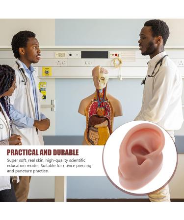 Buy Minkissy Silicone Human Right Ear Model | Fake Ear for Piercing & Acupuncture Simulation | 6.5x3.5 cm - Ideal for Body Part Ads - Buy Online on GoSupps.com