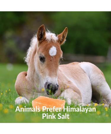 Himalayan Nature Licking Salt for Horses - 2 Pack Pink | Natural Mineral Supplement - Buy Online on GoSupps.com
