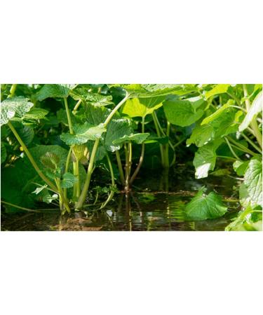  S&B S&B | Spicy Pasta with Horseradish and Wasabi | Wasabi Pasta Condiment Sauce Tube - 2 x 43g - Buy Online on GoSupps.com