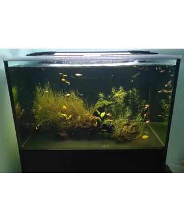 Guppy Grass Aquarium Live Plant Najas Guadalupensis - Buy Online on GoSupps.com