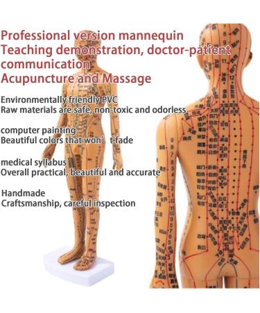Acupoint Body Model(13.8 Inches) Digital Scale Accurate Acupuncture Points+Color Meridians Rotatable Arms/Hard Material High-Definition Large Characters with Base D - Buy Online on GoSupps.com