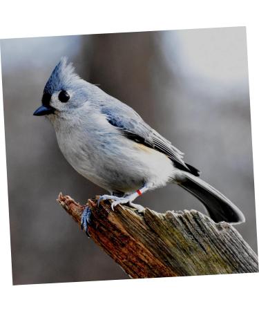 Beavorty 300 Pcs Pigeon Anklet Where Labels Bird Opening Feet Opening Pigeon Ring Plastic Clip Baby Poultry 1.3X1.3CMx3pcs Redx3pcs - Buy Online on GoSupps.com