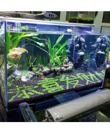 C-LARSS Aquarium Fish Tank Plant Seeds - Green Leaves Carpet Water Grass Decor for Aquatics - Buy Online on GoSupps.com