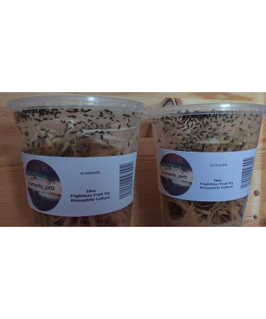 acomantis 2x16oz double-pack Flightless Fruit Flies Live Food (Drosophila Culture) - Buy Online on GoSupps.com