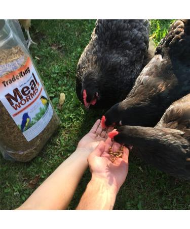 TradeKing 2 lb Dried Mealworms - High Protein Treat for Wild Birds, Chickens, Fish & Reptiles - Buy Online on GoSupps.com