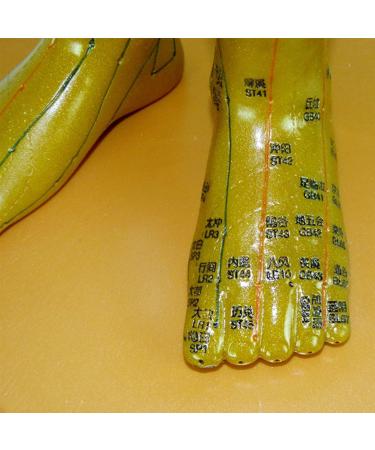 Professional Acupuncture Male Model - Human Body Meridian Model Bodybuilding Type Human Acupoint Model with Meridian Points - 100CM/39.37 Inch - Buy Online on GoSupps.com