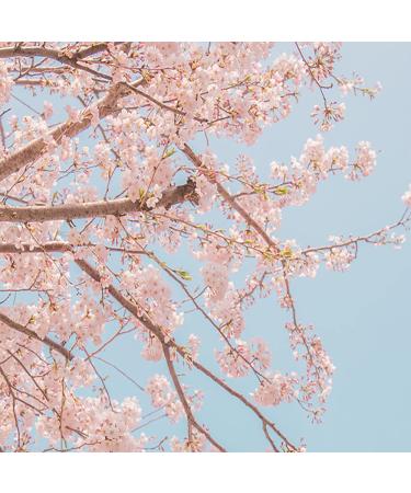 innisfree Cherry Blossom Dewy Glow Jam Cleanser - 5.29 Fl Oz (Pack of 1) - Buy Online on GoSupps.com
