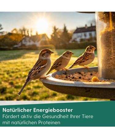 Buy 5kg Dried Mealworms for Birds Fish & Reptiles - Premium Protein-Rich Snack - 32 Liters of Quality Wild Bird Feed - Buy Online on GoSupps.com
