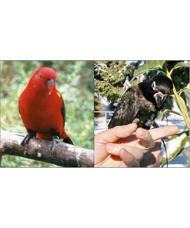 The Aviator Bird Harness for Small Birds - Red | Secure & Stylish Flight Experience - Buy Online on GoSupps.com