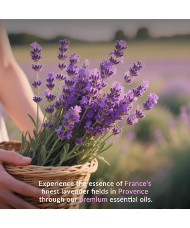 Lavender Essential Oil - 100% Pure & Natural Therapeutic Grade for Aromatherapy Diffuser Skin & Hair Care - Relaxing & Calming Scent for Sleep Support - Large 60 mL Glass Bottle with Dropper Lavender 1 Fl Oz (Pack of 1) - Buy Online on GoSupps.com