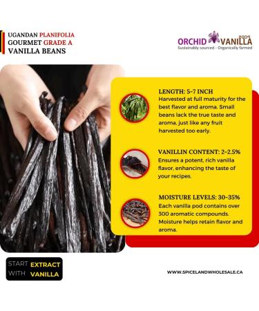 Ugandan Vanilla Gourmet Grade-A Beans For Extract And Baking By Weight (1/2 Lb (Pack of 1)) - Buy Online on GoSupps.com