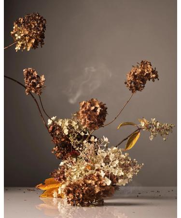 Homecourt Cece Dish Soap - Non-Toxic Safe for People & Pets 16 oz | Eco-Friendly Dishwashing Liquid with Clean Ingredients - Buy Online on GoSupps.com