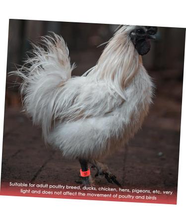 FOMIYES 100pcs Pigeon Anklet Plastic Tags Bird Foot Bands Pigeon Identification Ring Baby Meat Pigeon 1X1X0.8CM Red - Buy Online on GoSupps.com