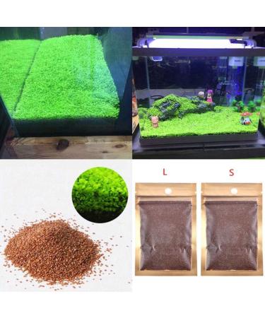 C-LARSS Aquarium Fish Tank Plant Seeds - Green Leaves Carpet Water Grass Decor for Aquatics - Buy Online on GoSupps.com