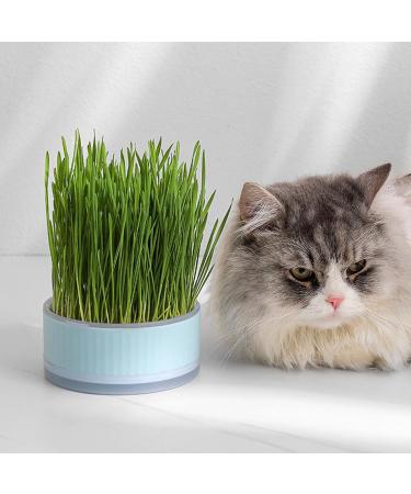 Anulely Cat Grass Plant Container - Earth-Free Sprouter Tray for Indoor Cats & Pets | Stylish Blue Planting Box for Home D cor - Buy Online on GoSupps.com