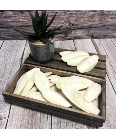 * Special* 100g Premium Quality Small Cuttlefish Bone Suitable for Cage Birds Reptiles etc. Cuttlefish 100 g (Pack of 1) - Buy Online on GoSupps.com