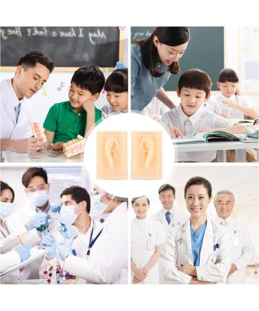 Baluue Ear Model Display - Acupoint Learning Tool & Ear Cleaning Practice Props - Ideal for Hearing Aid & Earplug Simulation - Buy Online on GoSupps.com