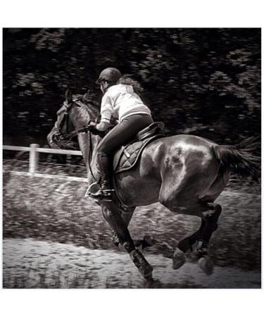 English Horse Bridle - Adjustable Leather Noseband for Horses | Premium Horse Accessories & Racing Equipment (Black) - Buy Online on GoSupps.com