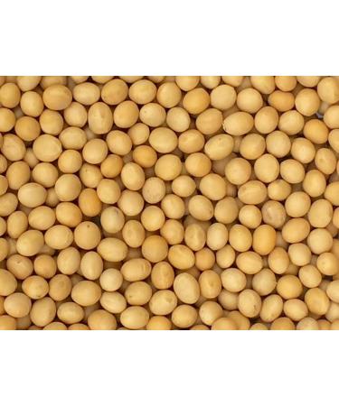 Premium Grade Non-GMO Soybeans Bulk Great Price (5 Pounds) 5 Pound (Pack of 1)