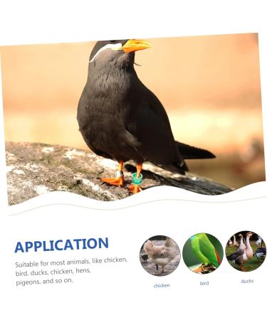 BESPORTBLE 80 Pcs Pigeon Foot Ring Metal Brackets Kickstand Chicken Wite Parrot Pigeon Gear Aluminum Poultry 0.8X0.8X0.8CMx4pcs As Shownx4pcs - Buy Online on GoSupps.com